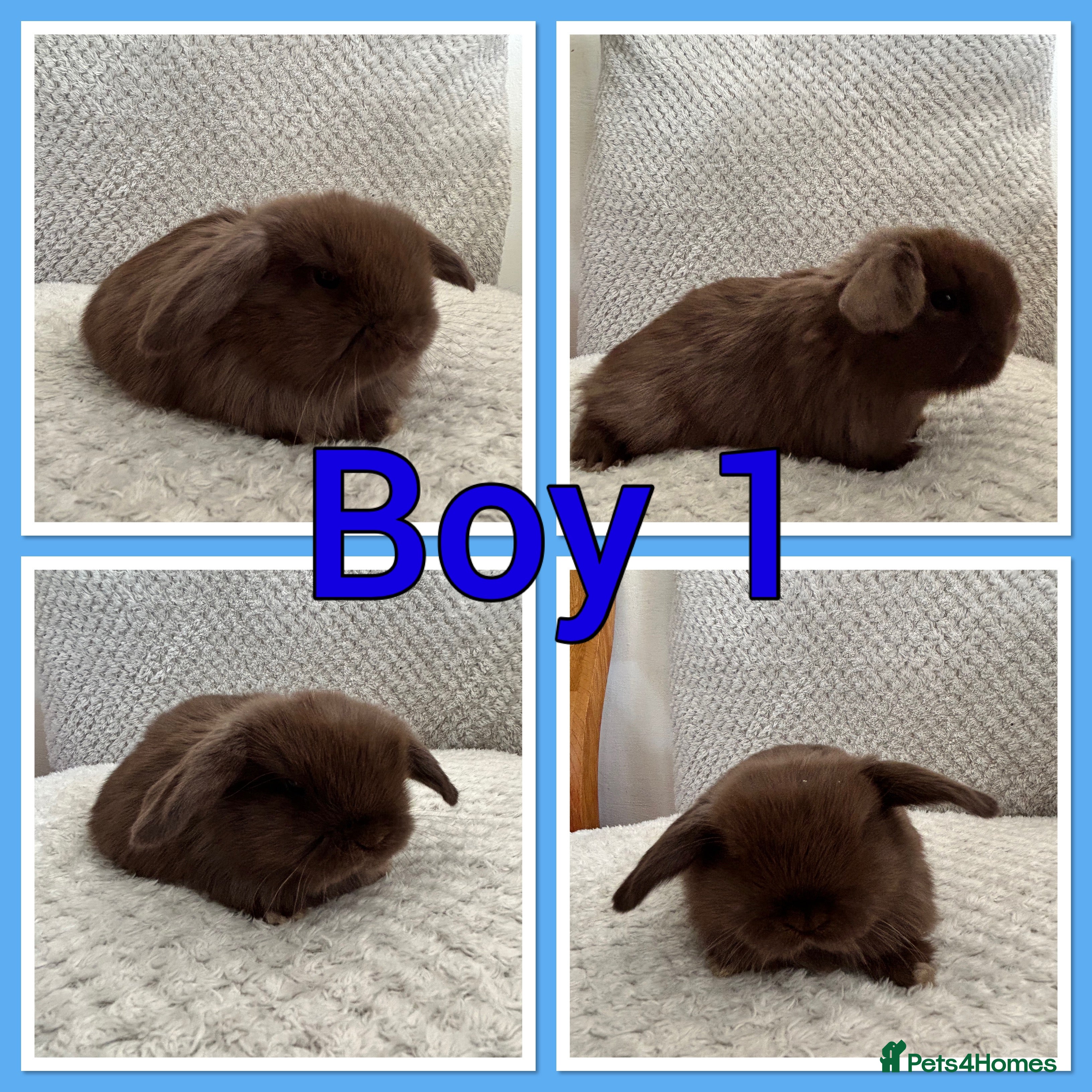 Mini Lop rabbits Mini lop babies  - Advert 18