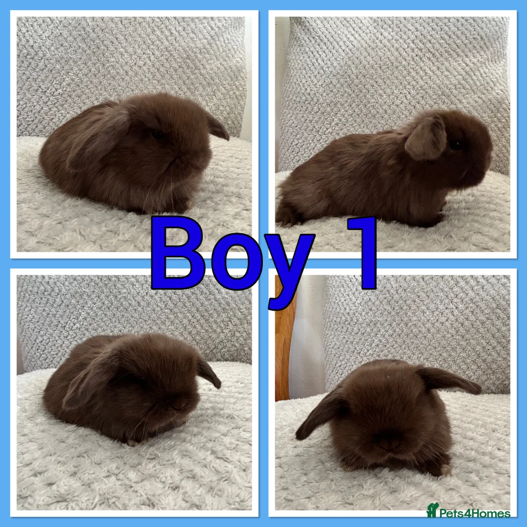 Mini Lop rabbits for sale: Mini lop babies  - Advert 1