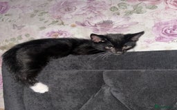 Bengal cats for sale: Ready now !  in Tredegar - Image 12