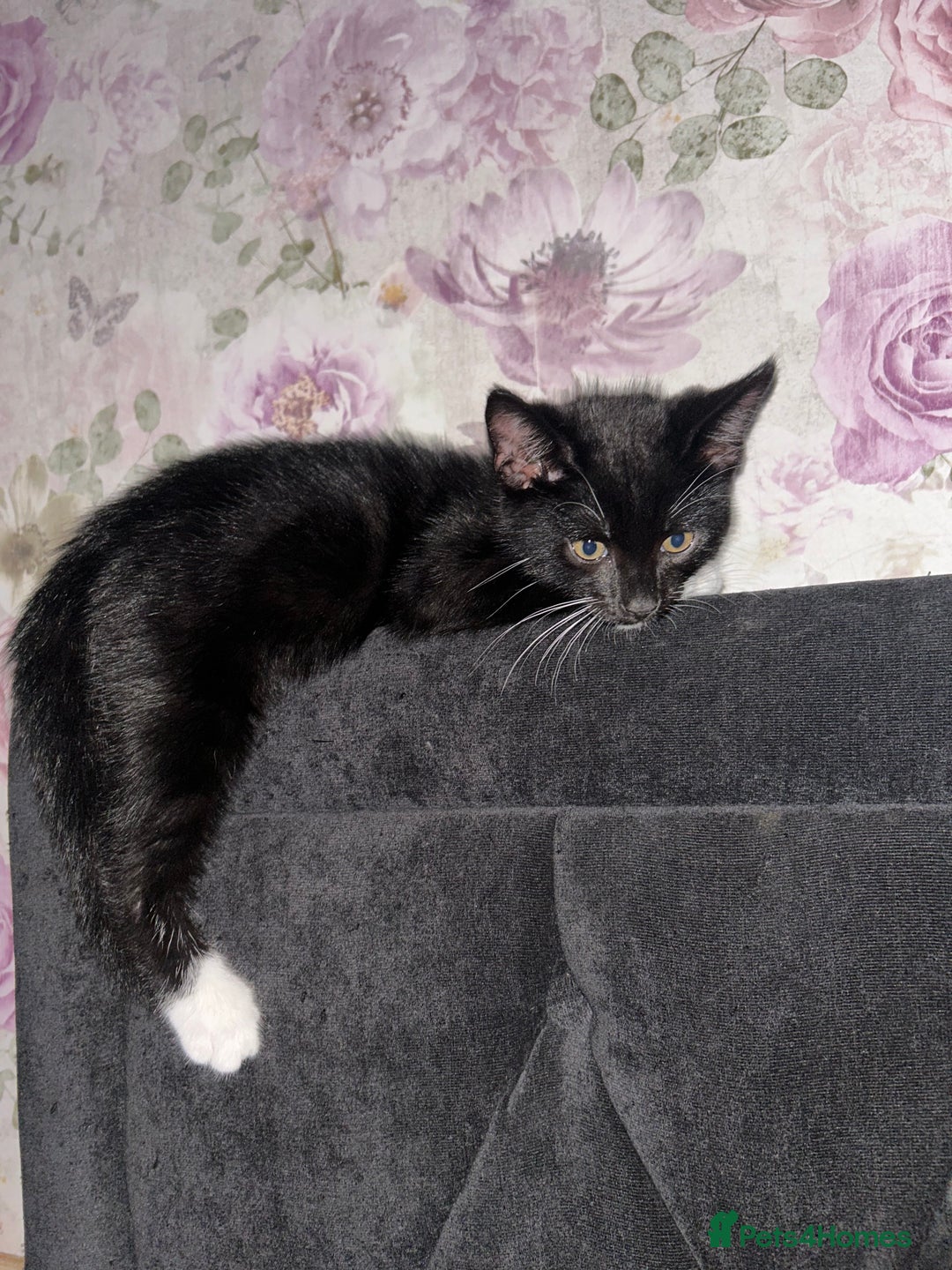 Bengal cats for sale: Ready now !  in Tredegar - Image 12