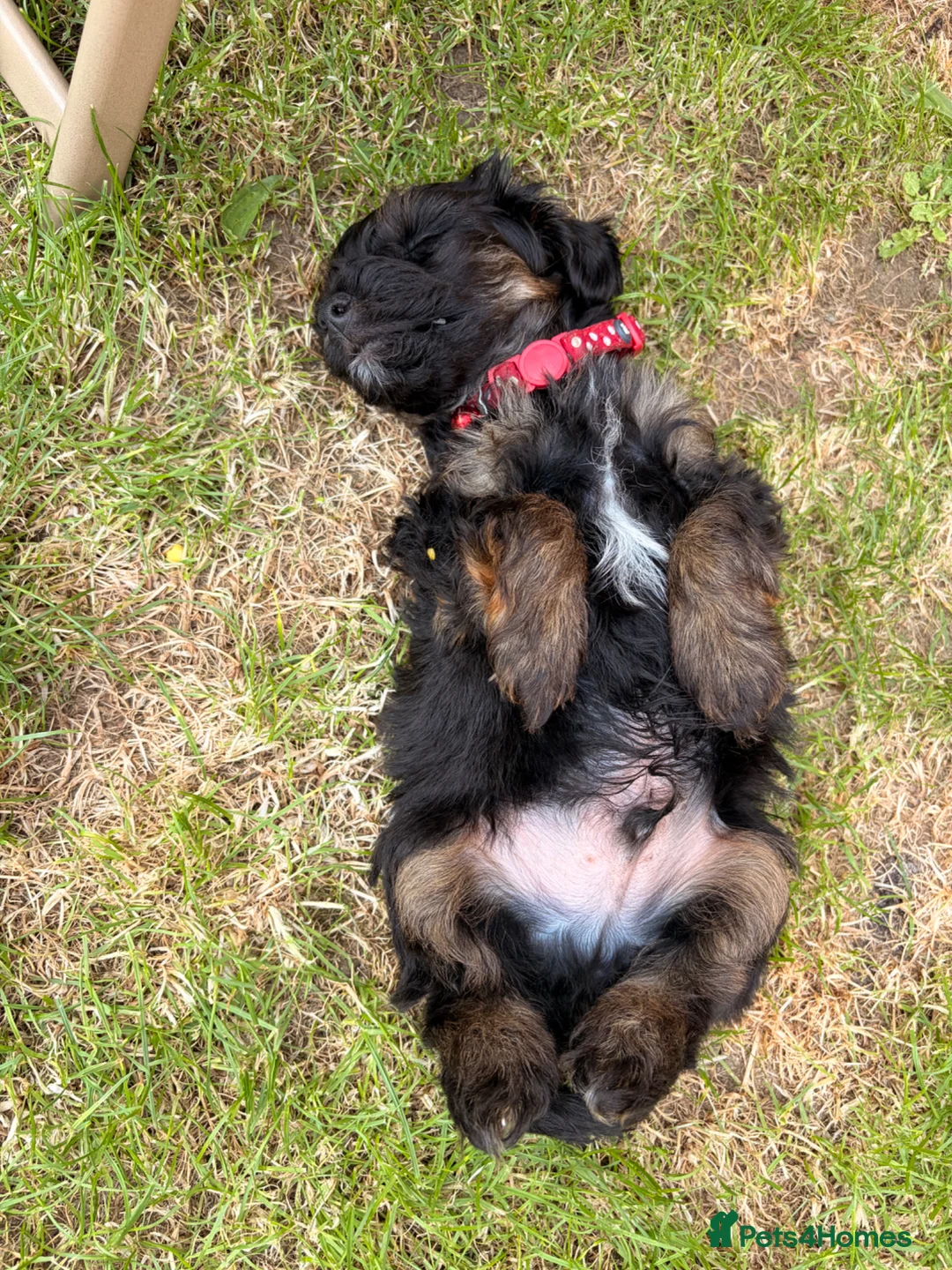 Yorkiepoo dogs for sale: Yorkiepoos  - Advert 1