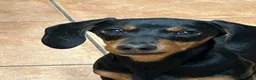 Miniature Dachshund dogs for sale: Miniature Dachshund Female Age 3 years - Advert 7