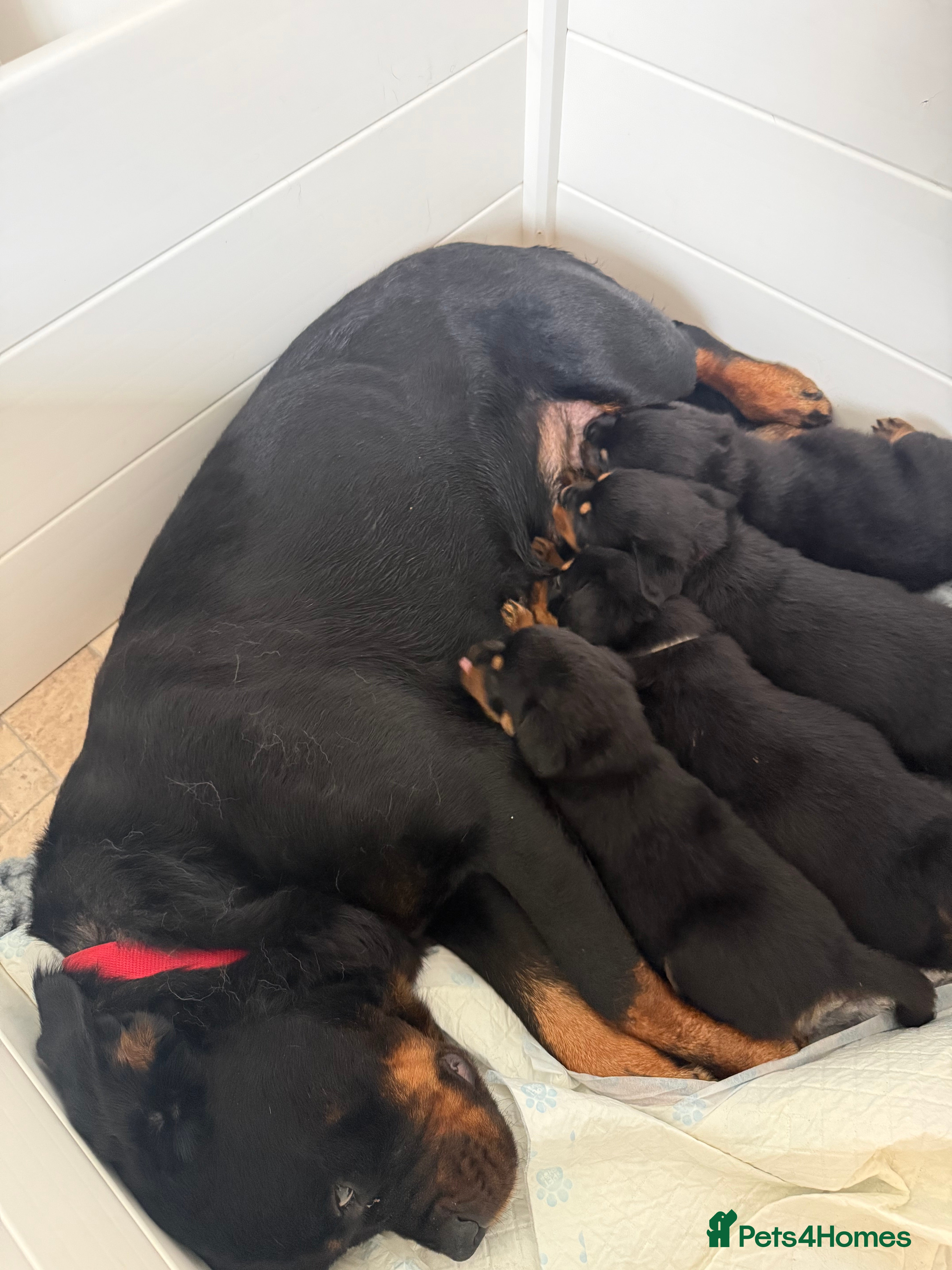 Rottweiler dogs Phenomenal old fashioned, health tested parents - Advert 1