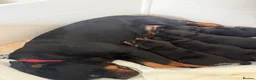 Rottweiler dogs for sale: Phenomenal old fashioned, health tested parents - Advert 1