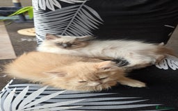British Longhair cats for sale: British longhair/free - Image 2