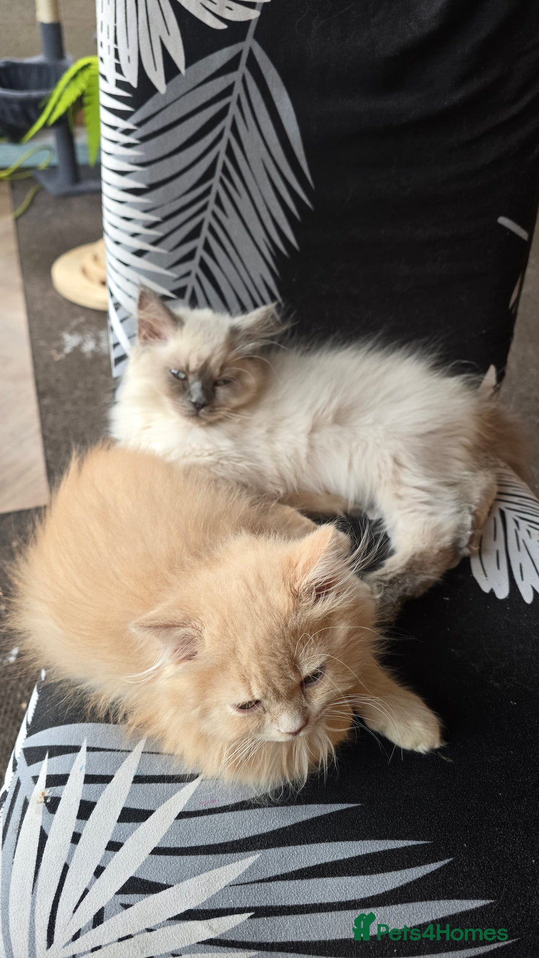 British Longhair cats for sale: British longhair/free - Image 2