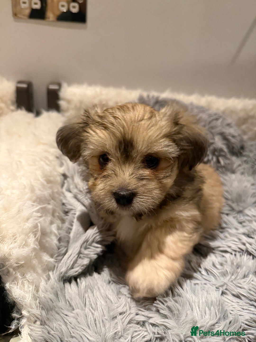 Mixed Breed dogs for sale: Unique mix - Maltese x JackChi Puppies - Advert 33
