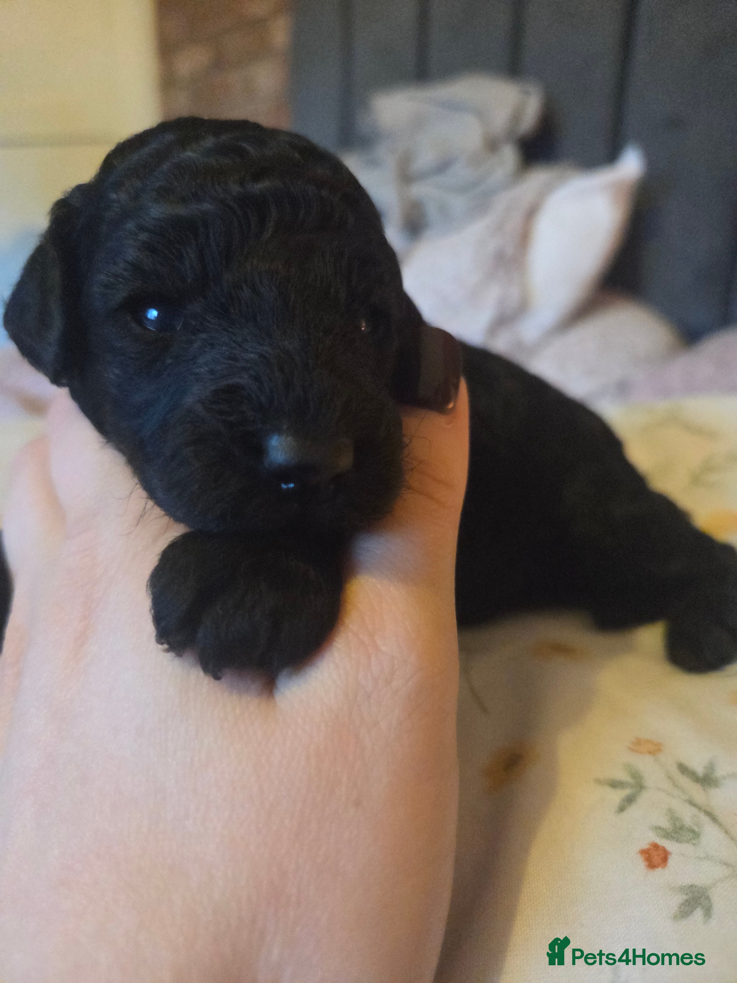 Toy Poodle dogs *JUST 1 PUP LEFT* Beautiful KC Toy Poodle Puppies - Advert 2