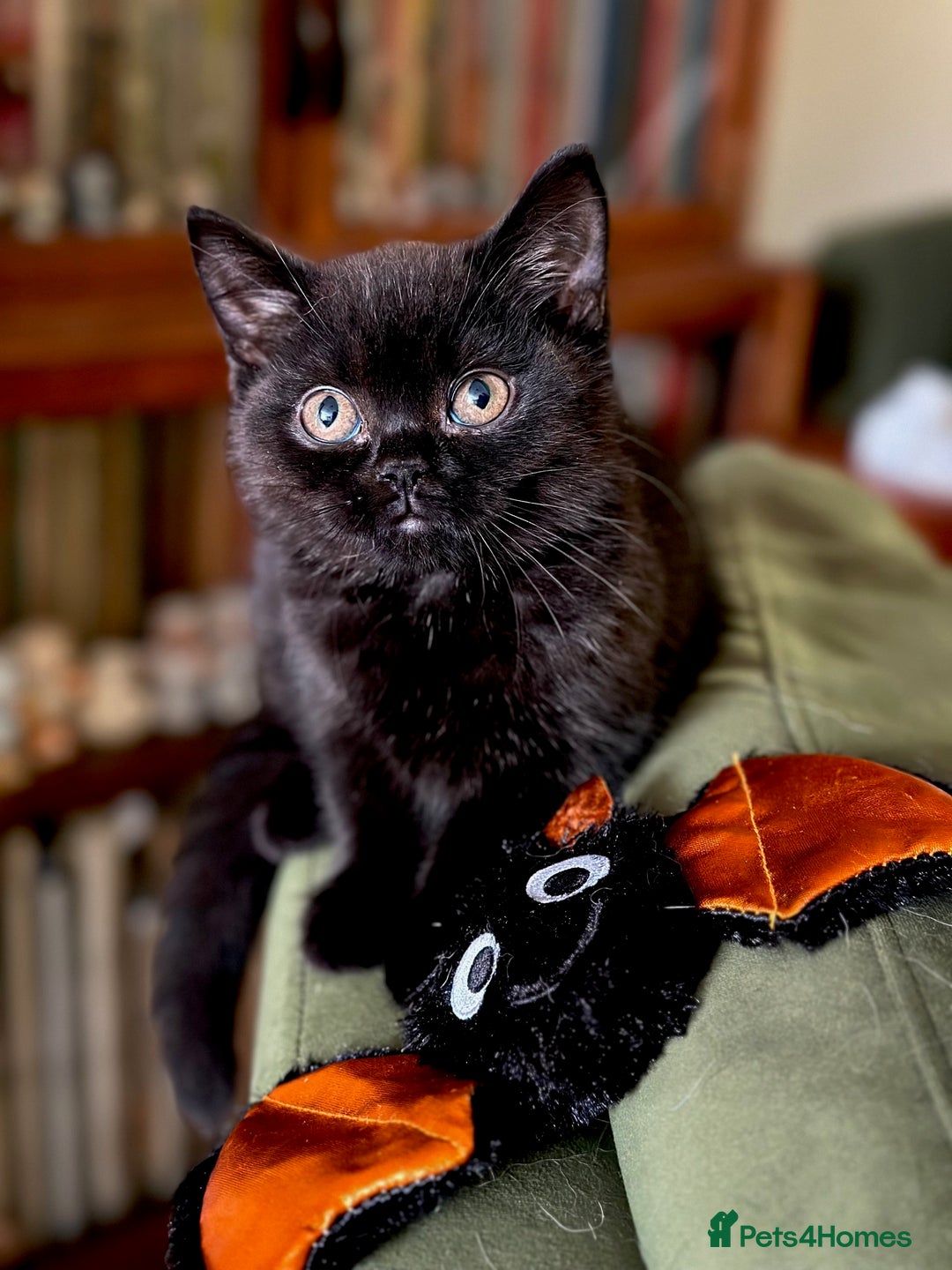 British Shorthair cats for sale: 2 Gorgeous British Shorthaired Kittens Available - Image 5