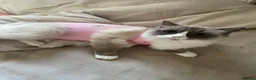 Ragdoll cats for sale: Spayed Female Ragdoll 1 Year Old in Wirral - Advert 2