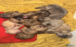 French Bulldog dogs for sale: New litter coming Kc frenchies in Milton Keynes - Image 3