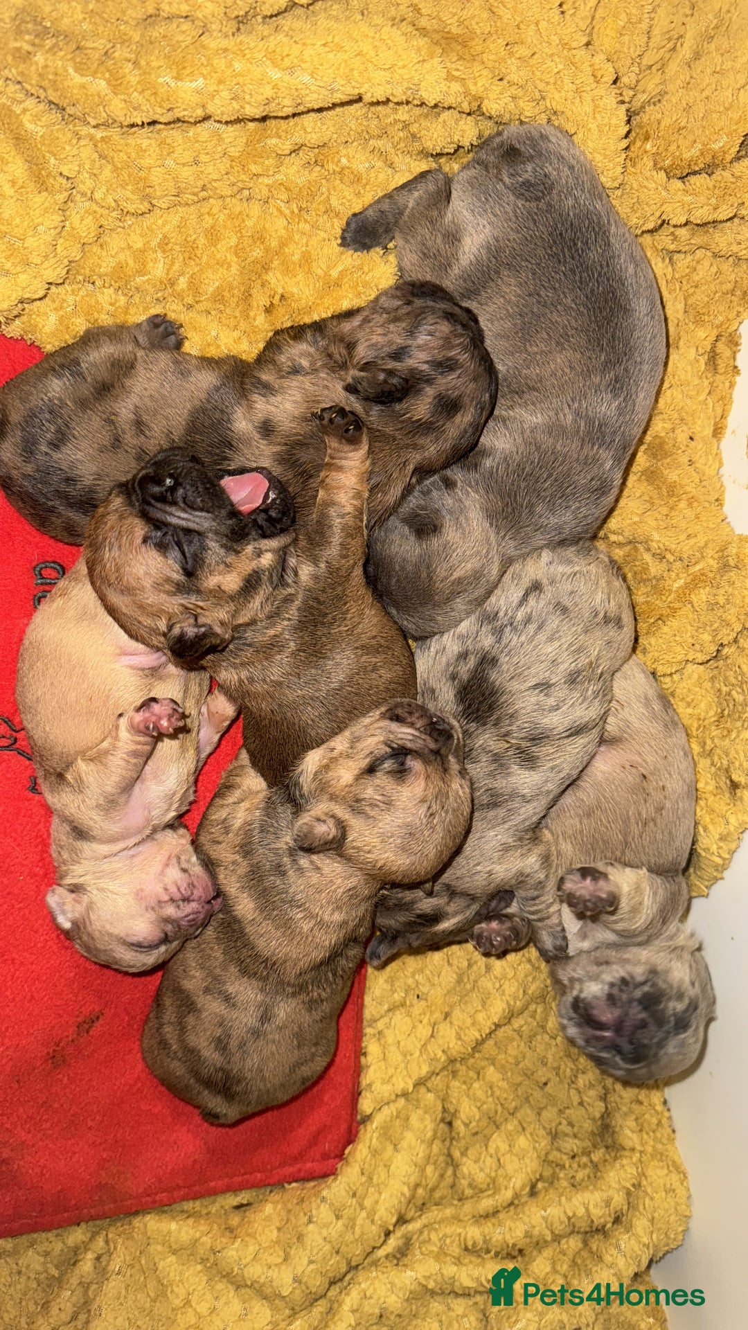 French Bulldog dogs for sale: New litter coming Kc frenchies in Milton Keynes - Image 3