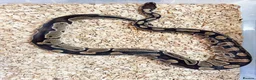 Python Snake reptiles for sale: Royal ball python  - Advert 6