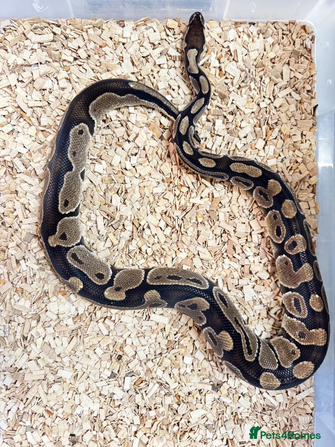Python Snake reptiles for sale: Royal ball python  - Advert 6