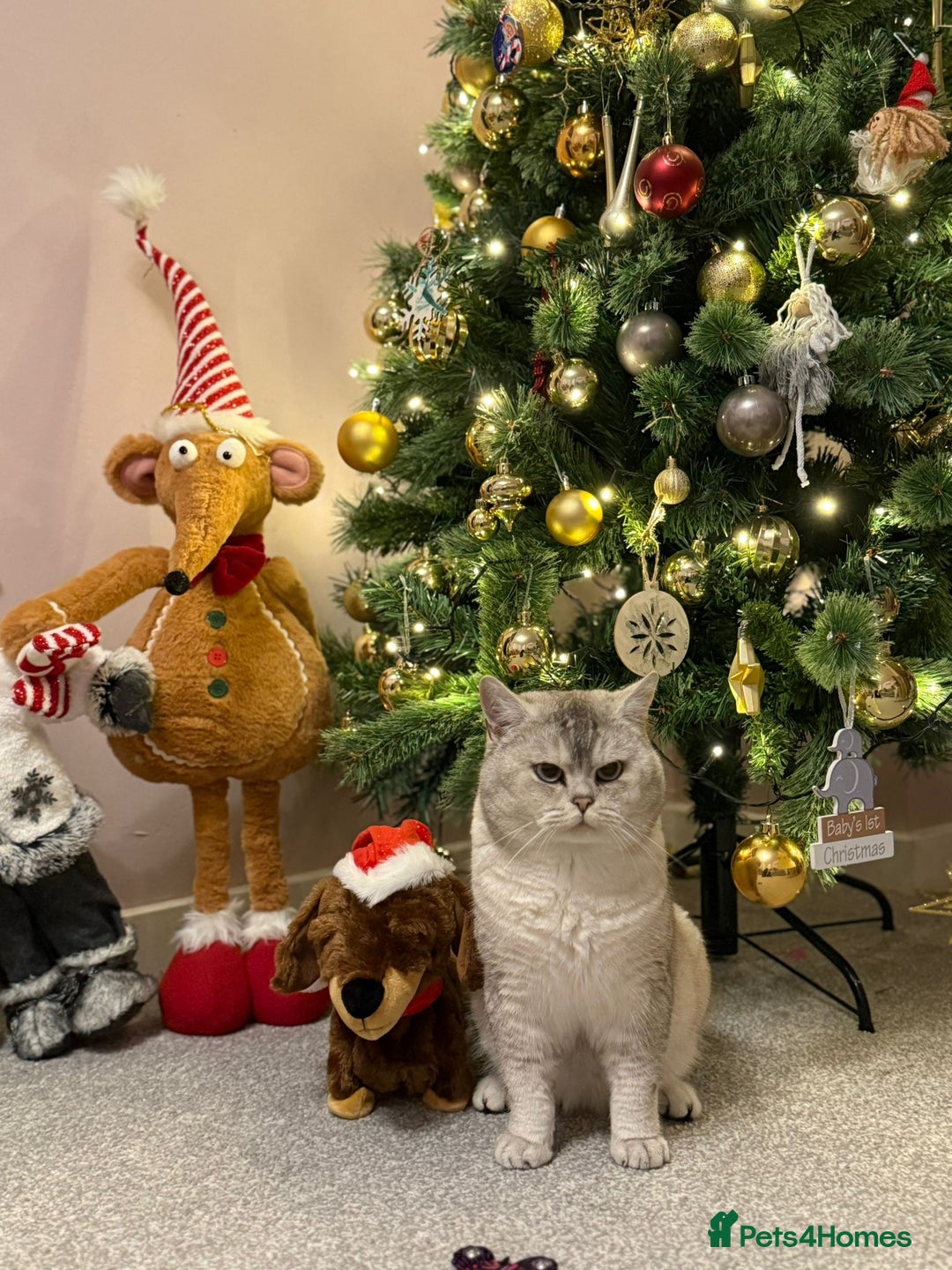 British Shorthair cats for stud: Snow  - Advert 3