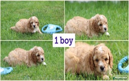 Cavapoochon dogs for sale: Beautiful Cavapoochon puppies for sale - Image 4