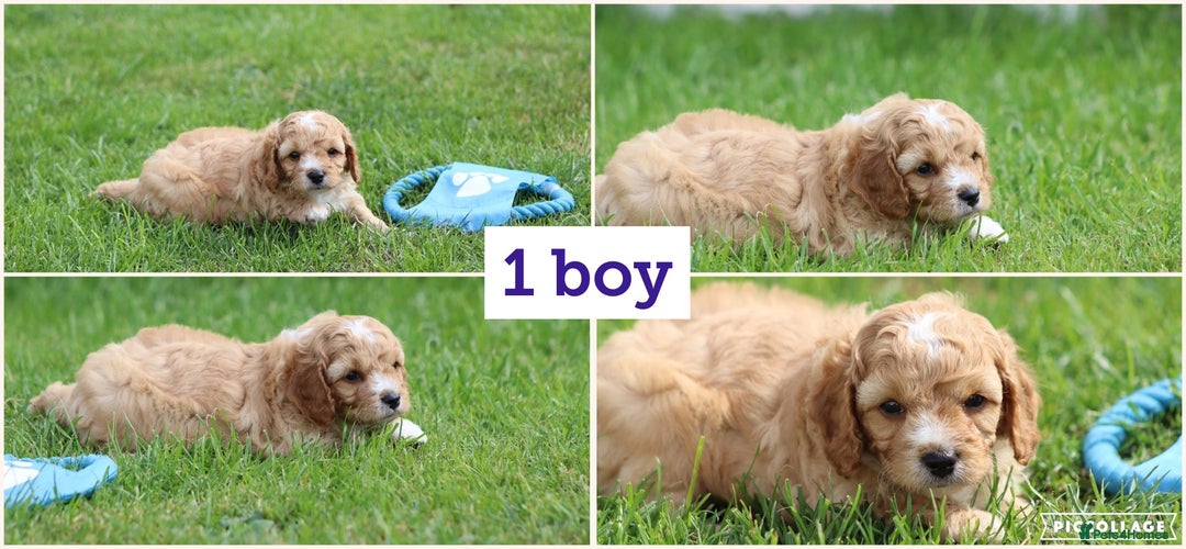 Cavapoochon dogs for sale: Beautiful Cavapoochon puppies for sale - Image 4