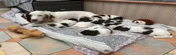 English Springer Spaniel dogs for sale: Quality KC registered ESS. Health screened. - Advert 5
