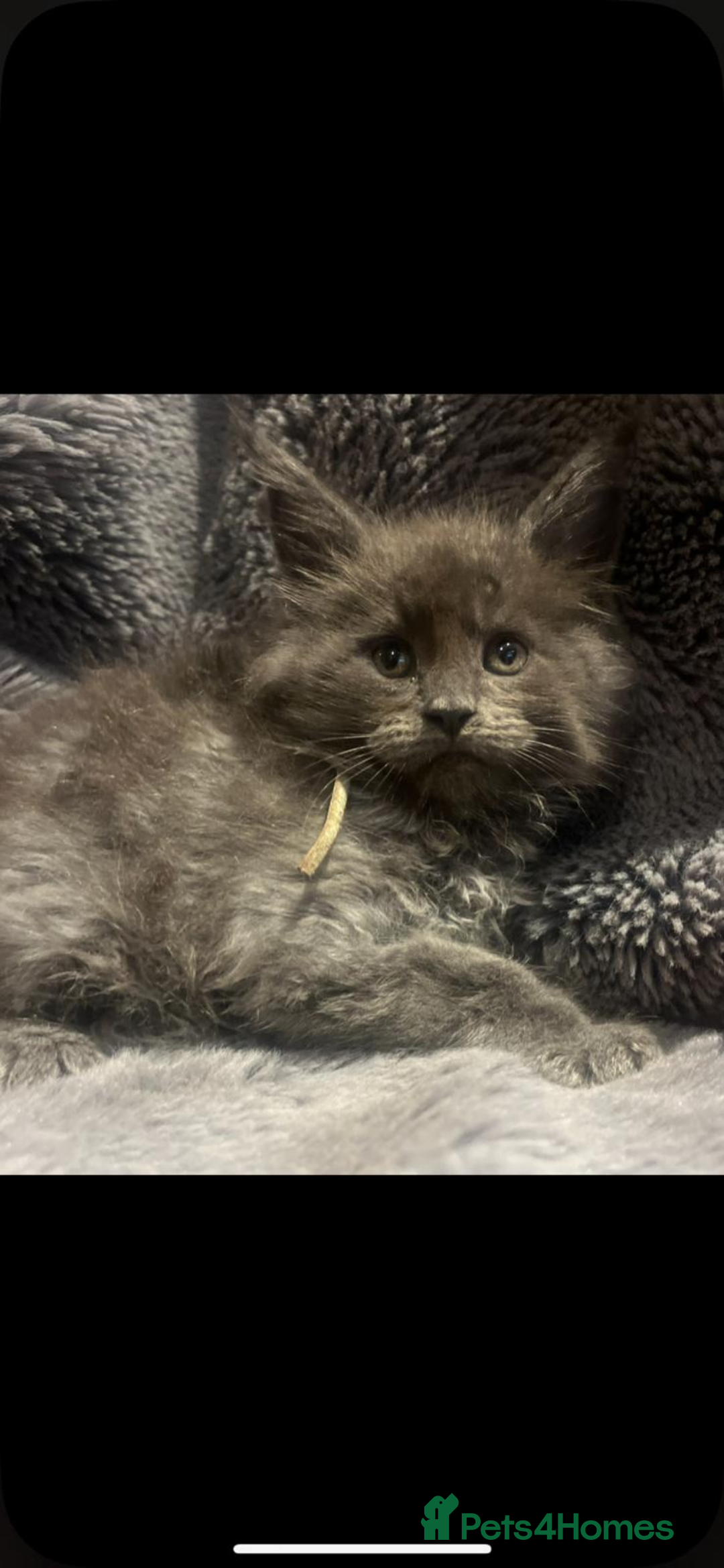 Maine Coon cats for sale: Beautiful Mainecoons blue smoke and black smoke  - Advert 12