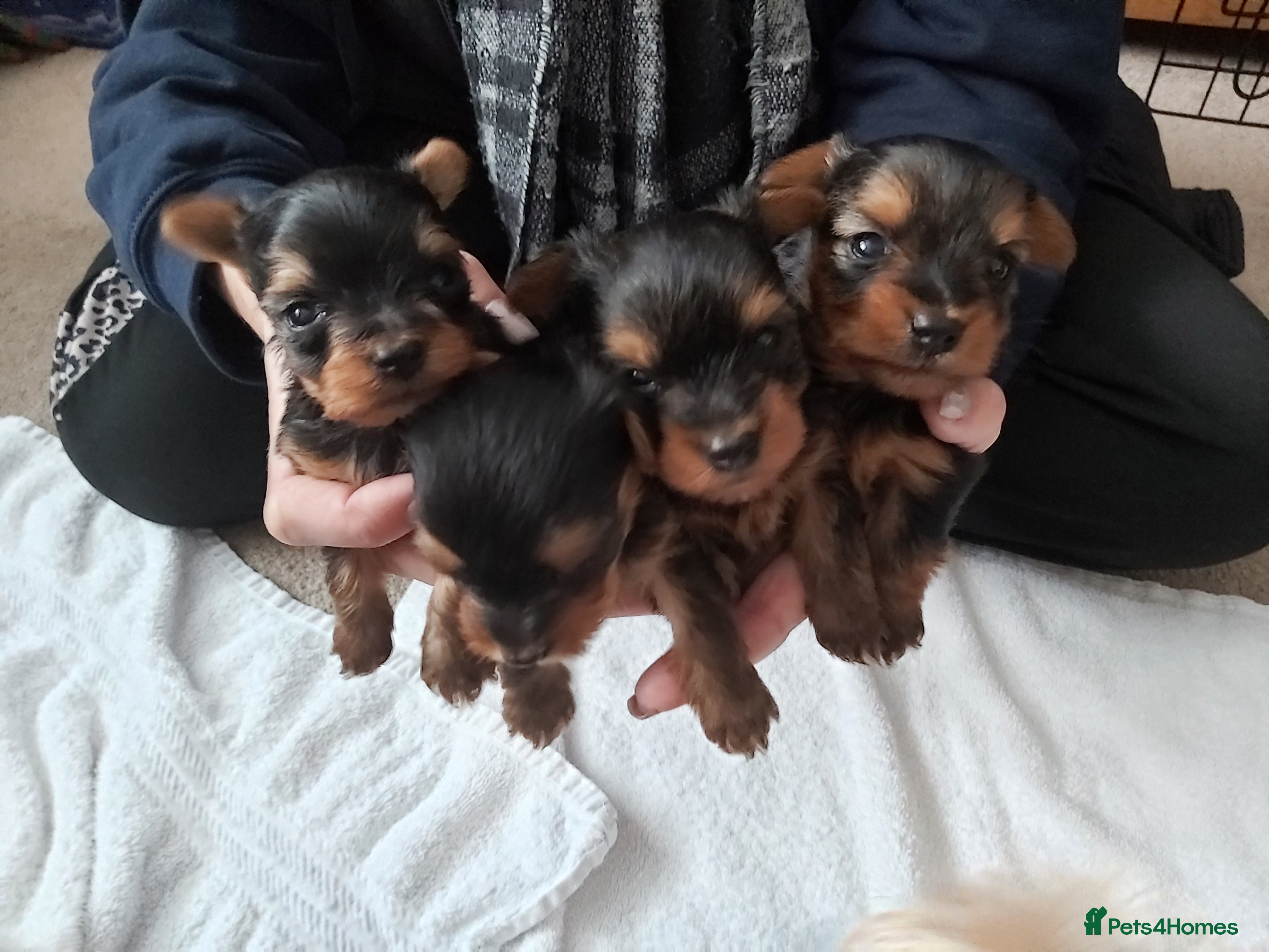 Yorkshire Terrier dogs Tiny Yorkshire Terriers - Advert 6