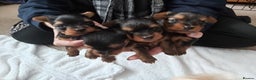 Yorkshire Terrier dogs for sale: Tiny Yorkshire Terriers - Advert 1