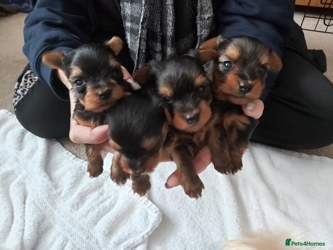 Yorkshire Terrier dogs for sale: Tiny Yorkshire Terriers - Advert 1