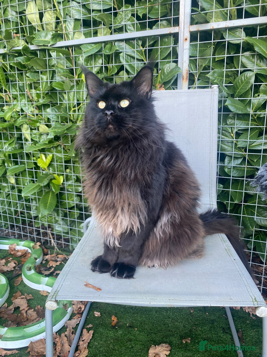 Maine Coon cats for sale: Attention please  - Image 17