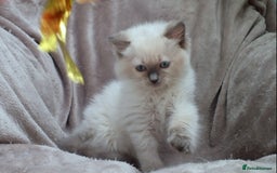 Ragdoll cats for sale: GCCF PET/ACTIVE KITTENS CHAMPION IMP BLOODLINES - Image 31