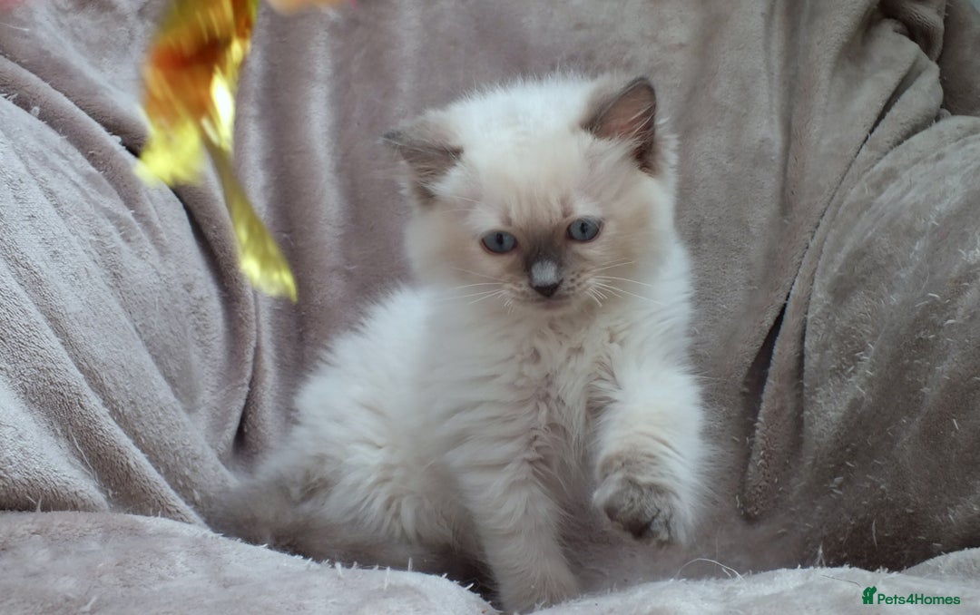 Ragdoll cats for sale: GCCF PET/ACTIVE KITTENS CHAMPION IMP BLOODLINES - Image 31