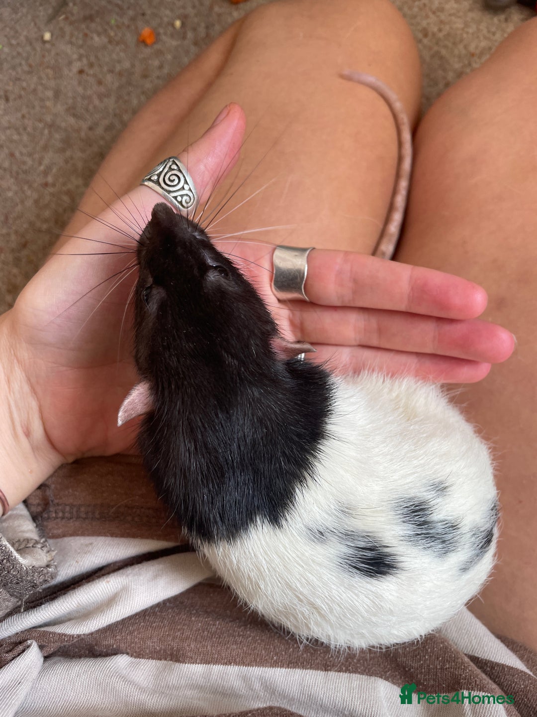 Rat rodents for sale: 2 male rats, friendly  - Image 3
