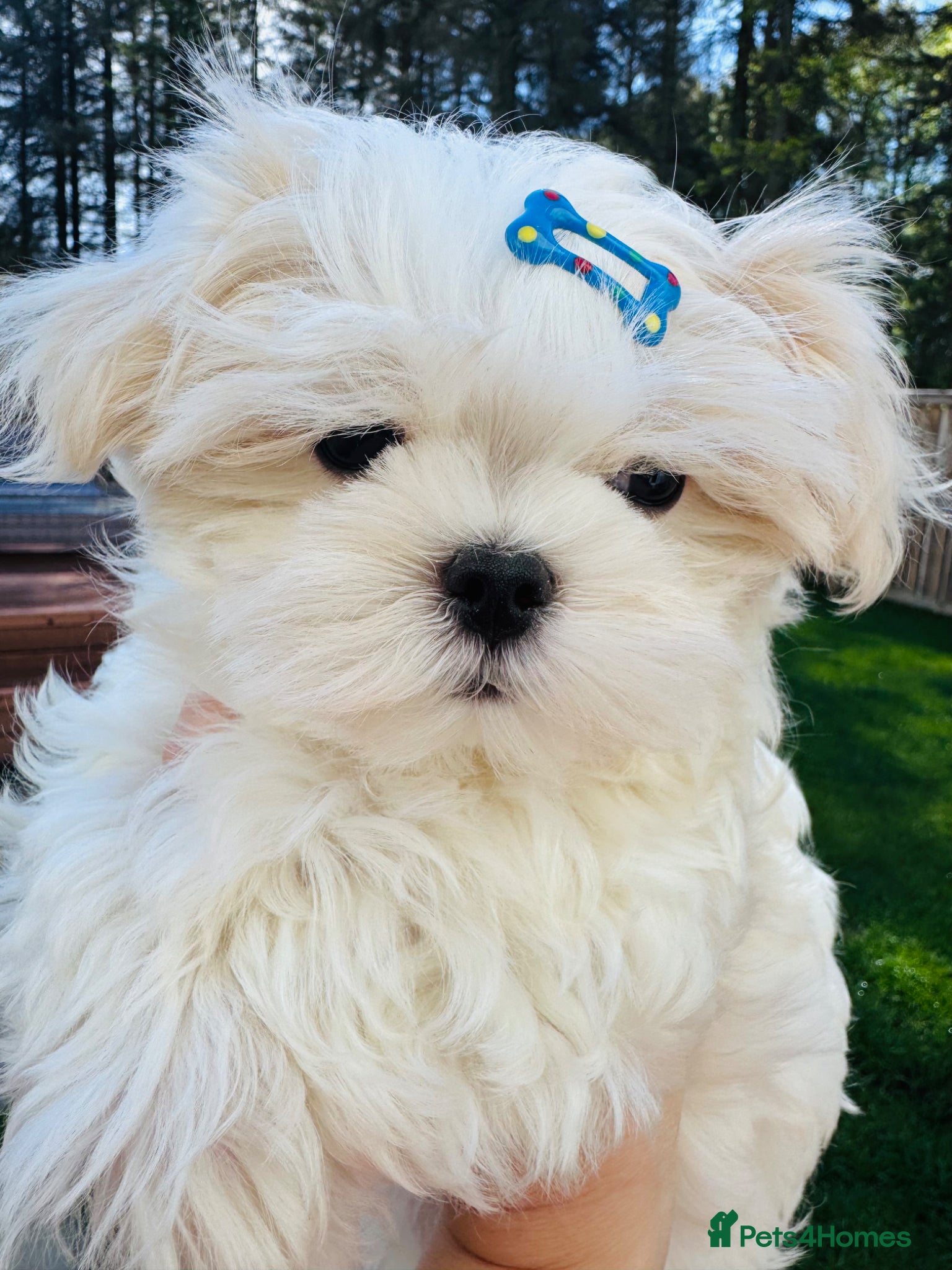 Maltese dogs Ready Now 💎Korean Maltese🏆KC 🏆boy  - Advert 2