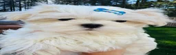 Maltese dogs for sale: 🏆KC🏆Ready Now 🧸Korean Maltese boy 💎 - Advert 7