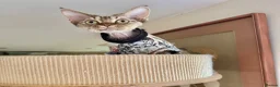Devon Rex cats for sale: Stunning Devon Rex Babies  - Advert 3