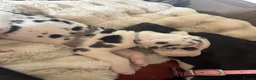 Great Dane dogs for sale: Great Dane puppies for sale  in Wakefield - Advert 9