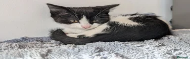 Domestic Shorthair 2