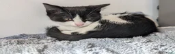 Domestic Shorthair cats for sale: 2 female kittens - Advert 5