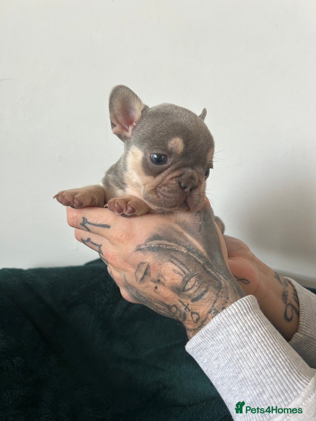 French Bulldog dogs for sale: KC REGISTERED FRENCH BULLDOG PUPPIES – BOYS 🐾 - Advert 8