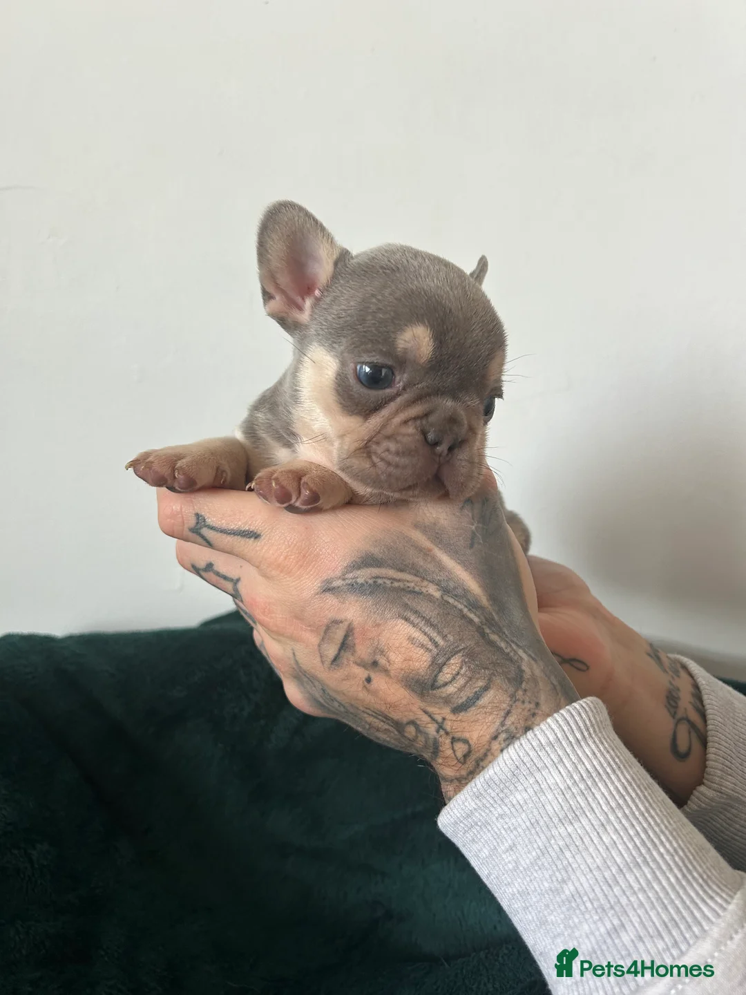 French Bulldog dogs for sale: KC REGISTERED FRENCH BULLDOG PUPPIES – BOYS 🐾 - Advert 8