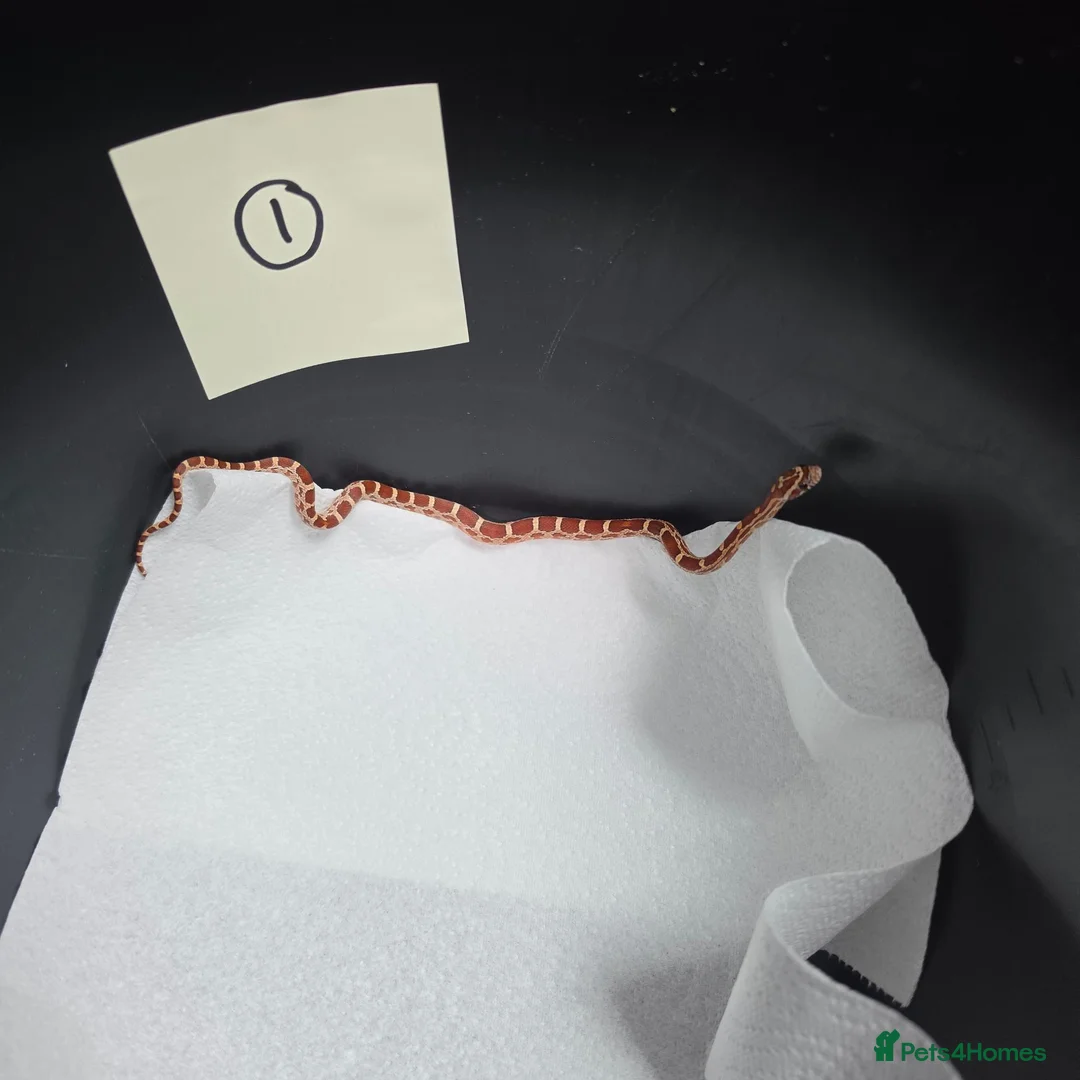 Corn Snake reptiles for sale: Various baby corn snakes unsexed x13 Bolton - Advert 2