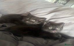 British Shorthair cats for sale: Kittens for sale - Image 1