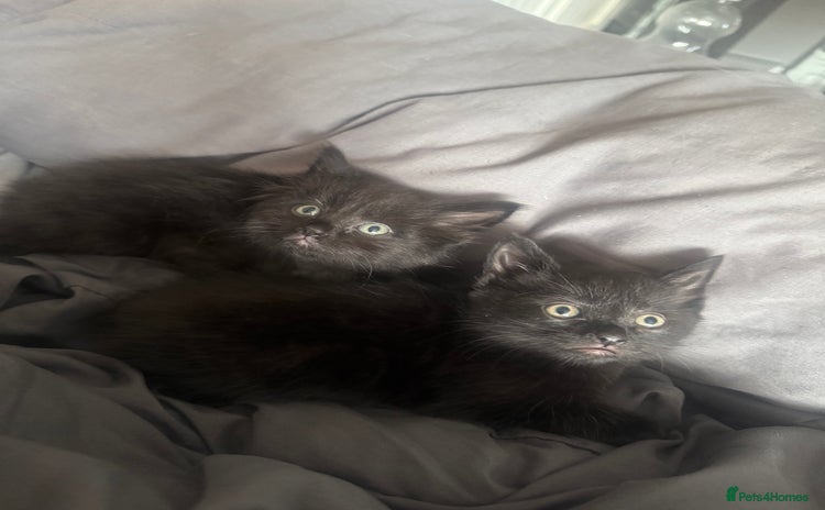 British Shorthair cats - Advert 15