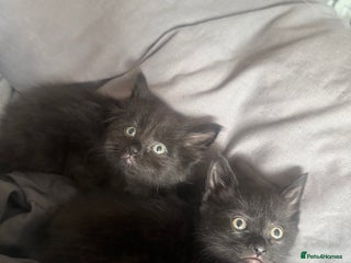 British Shorthair cats - Advert 1