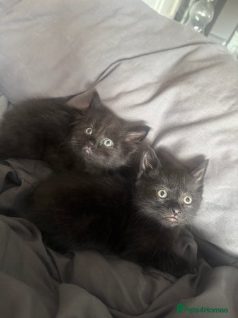 British Shorthair cats - Advert 16