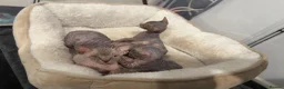 Sphynx cats for sale: Adorable Canadian Sphynx Kittens - Advert 6