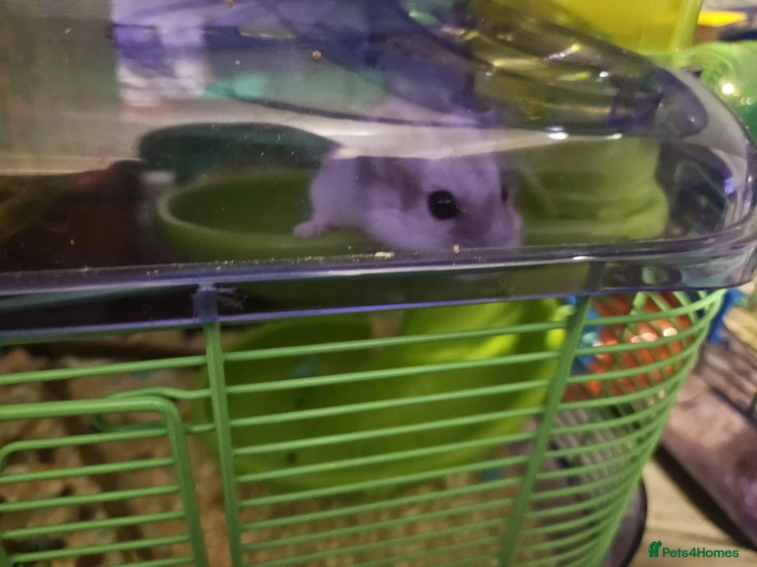 Hamster rodents for sale: Two female Russian dwarf hamsters with full set up - Advert 2