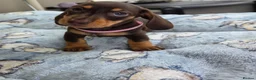 Miniature Dachshund dogs for sale: Miniature Dachshund - Advert 13