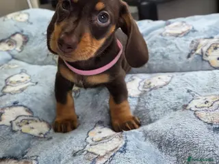 Miniature Dachshund dogs Kc Miniature Dachshund - Advert 14