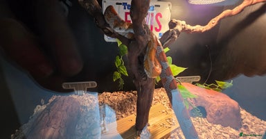 Corn Snake reptiles - Advert 15