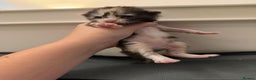 Maine Coon cats for sale: Beautiful Maine Coon Kittens - 1 pretty girl left - Advert 7