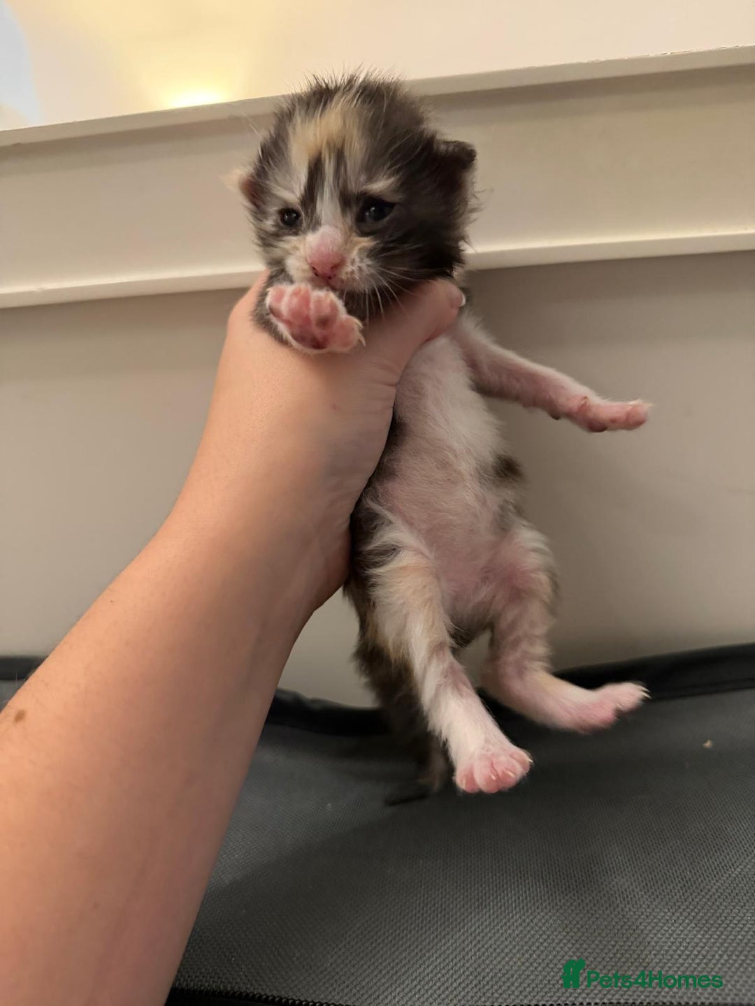 Maine Coon cats for sale: Beautiful Maine Coon Kittens - 1 pretty girl left - Advert 7